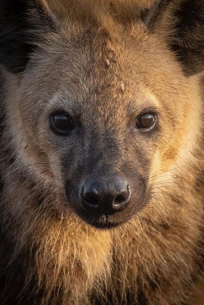 Portrait - Hyena, Spotted Hyena, Predatory animals, Wild animals, wildlife, Reserves and sanctuaries, Masai Mara, Africa, The photo, Portrait