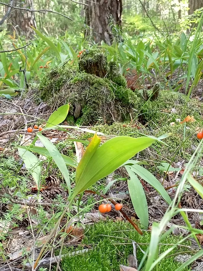 Stump and lilies of the valley - My, Lilies of the valley, Stump, Forest, Moss, Nature, August, Beautiful view, The photo