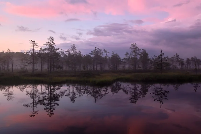 Watercolor swamps - Swamp, Leningrad region, Reflection, The photo, Summer, dawn, beauty, Beautiful view, Landscape, Tree, Plants