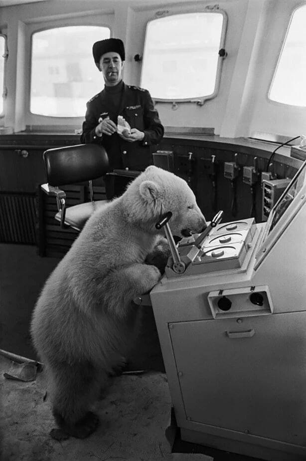 Белый медведь на палубе ледокола Мурманск, февраль 1970 года - Медведи, Белый медведь, Животные, Черно-белое фото, Старое фото, Повтор