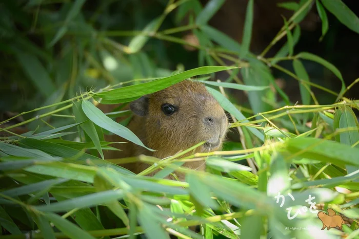 Baby in the grass :3 - Wild animals, Zoo, Capybara, Young, Grass