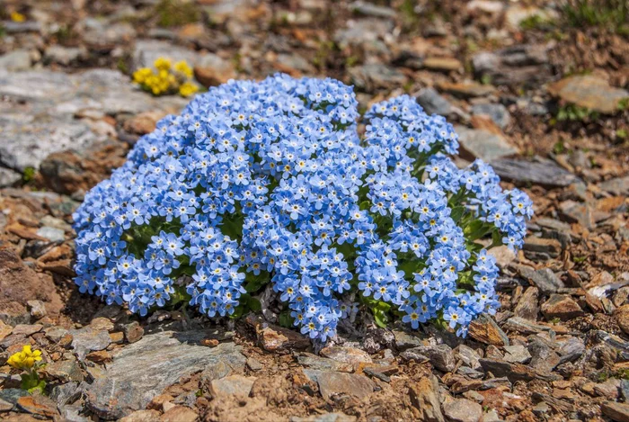 Forget-me-not - Plants, Flowers, The photo, Sailyugem National Park, beauty, wildlife, Bloom, Telegram (link)