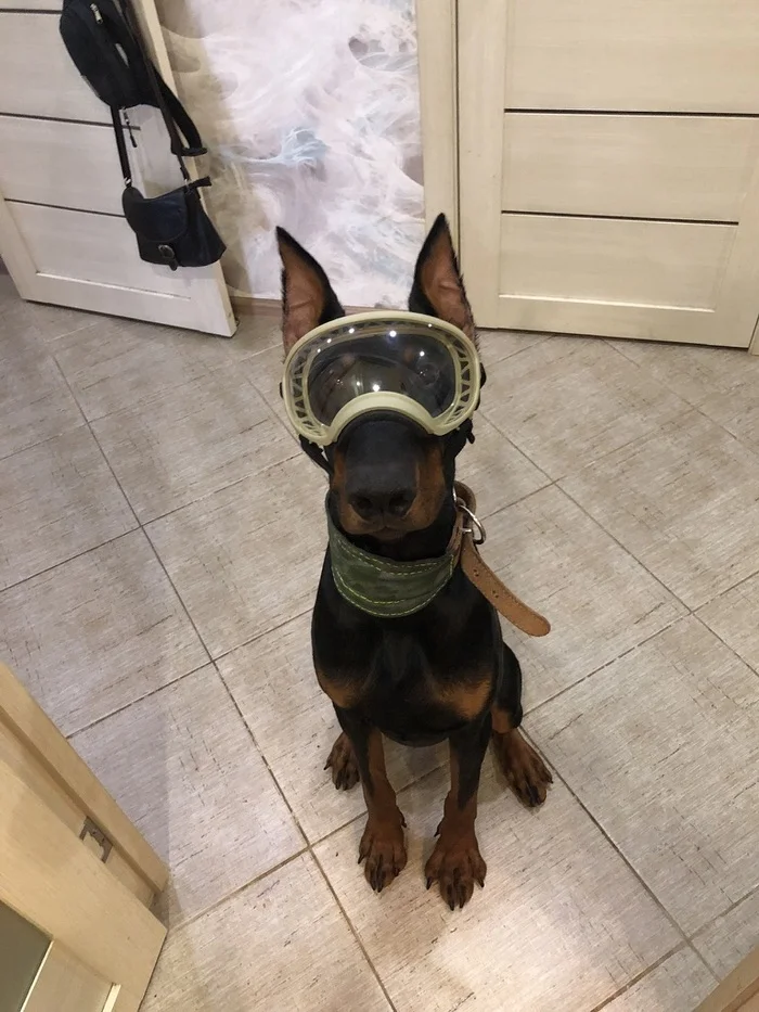 Out of the wild - My, Doberman, Dog, Friend, Longpost, Pets, The photo, Friends
