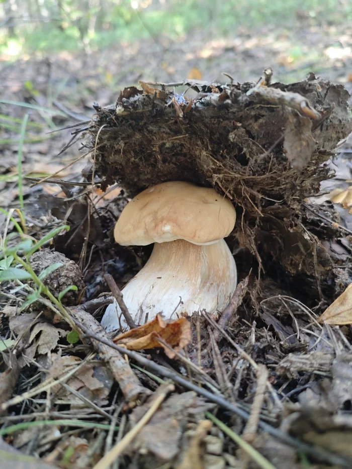 Beauty in small things - My, Mushrooms, Mushroom pickers, Porcini, Fly agaric, The photo, Silent hunt, Walk, Walk in the woods, beauty, Longpost