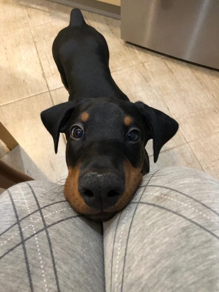 Out of the wild - My, Doberman, Dog, Friend, Longpost, Pets, The photo, Friends
