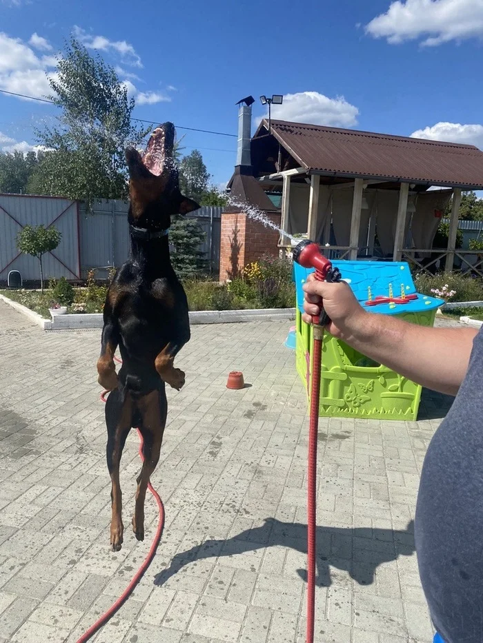 Out of the wild - My, Doberman, Dog, Friend, Longpost, Pets, The photo, Friends