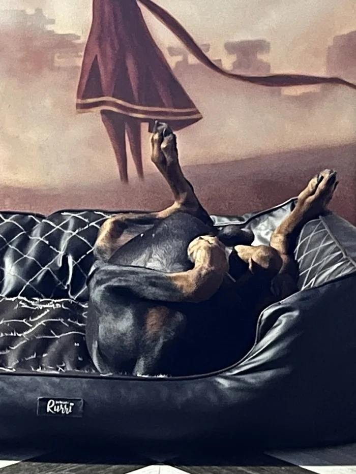 Out of the wild - My, Doberman, Dog, Friend, Longpost, Pets, The photo, Friends