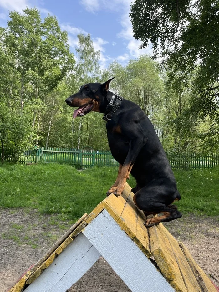Out of the wild - My, Doberman, Dog, Friend, Longpost, Pets, The photo, Friends