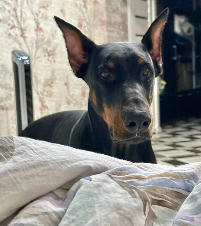 Out of the wild - My, Doberman, Dog, Friend, Longpost, Pets, The photo, Friends