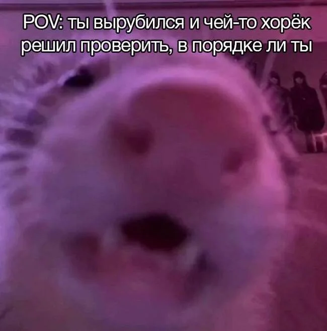 How are you? - Humor, Picture with text, Memes, Ferret, Fainting, Telegram (link)