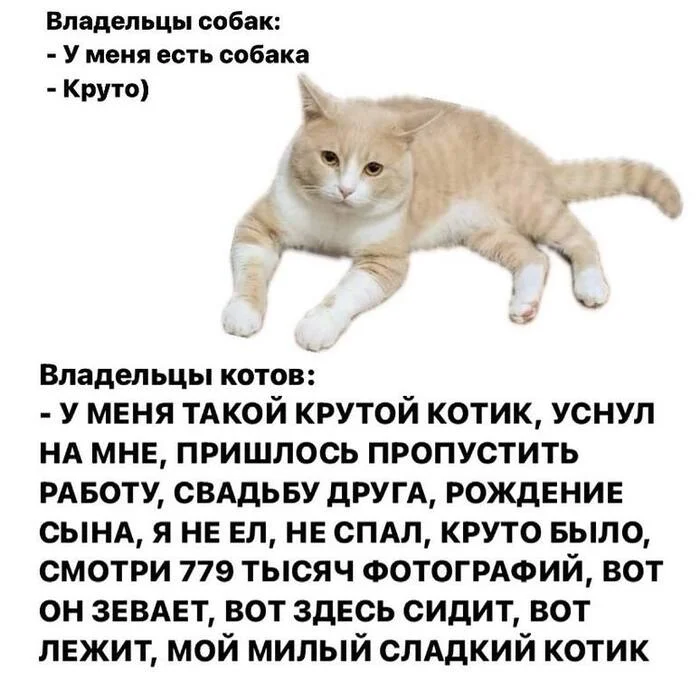 Коты крутые - Короткопост, Кот, Картинка с текстом, Демотиватор, Юмор, Кошатники, Моё