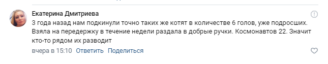 В подъезд выбросили 7 породистых котят. Кто-то плодит метисов и выбрасывает - Моё, Кот, Без рейтинга, Спасение животных, Котята, Помощь животным, Видео, Видео вк, Длиннопост, В добрые руки, Челябинск