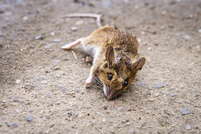 African island to be filled with poison to control mice - Birds, Mouse, Pesticides, Island, South Africa, Africa, Deratization, wildlife, Invasive species, Rare view, Scientists, Protection of Nature, Ecology, Animal protection, Negative