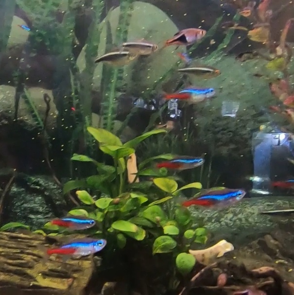 The most whimsical aquarium fish. My anti rating, after a year of life of the aquarium - My, A fish, Aquarium, Aquarium, Aquarium fish, Longpost