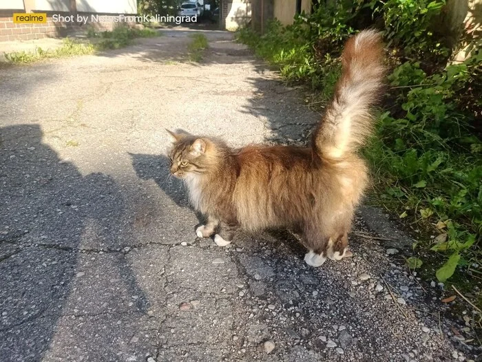 City beauties - My, cat, Kaliningrad, City walk, Fluffy, Pet the cat, Kaliningrad region, Street photography, The photo