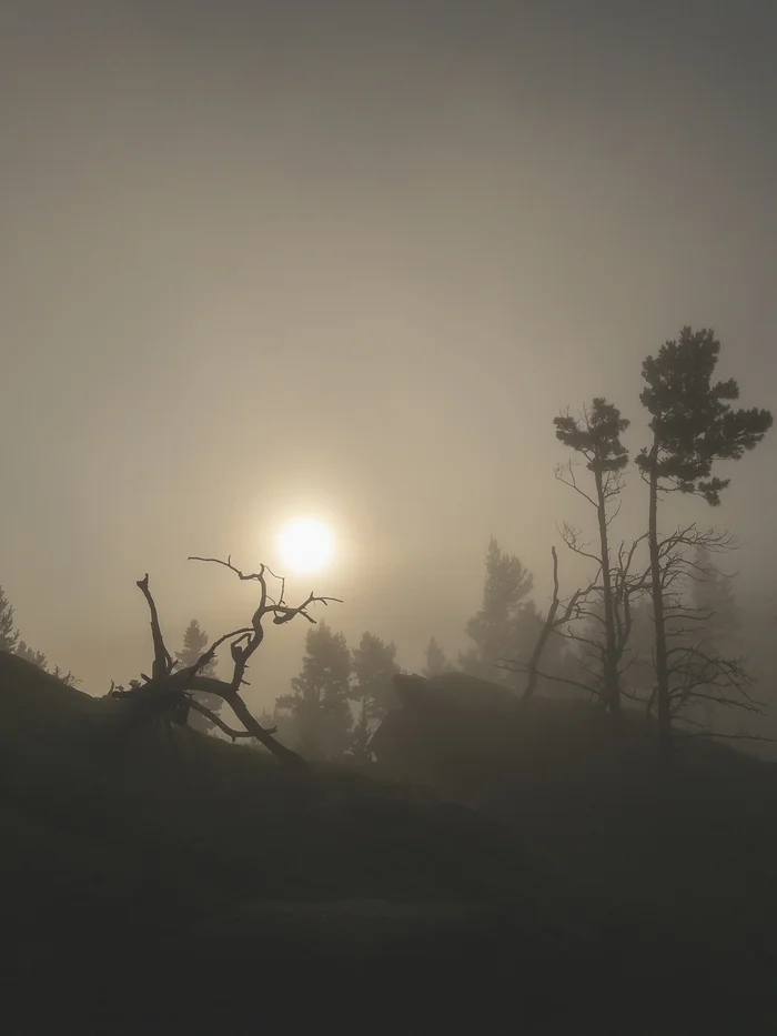 Sunrise through the fog - My, dawn, The sun, Fog, Tree, Atmospheric, Mobile photography, The photo, Nature, The nature of Russia, Buryatia, Lightroom mobile