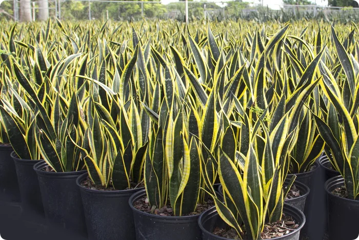 Sansevieria three-strip Golden Flame - My, Plants, Biology, Garden, Gardening