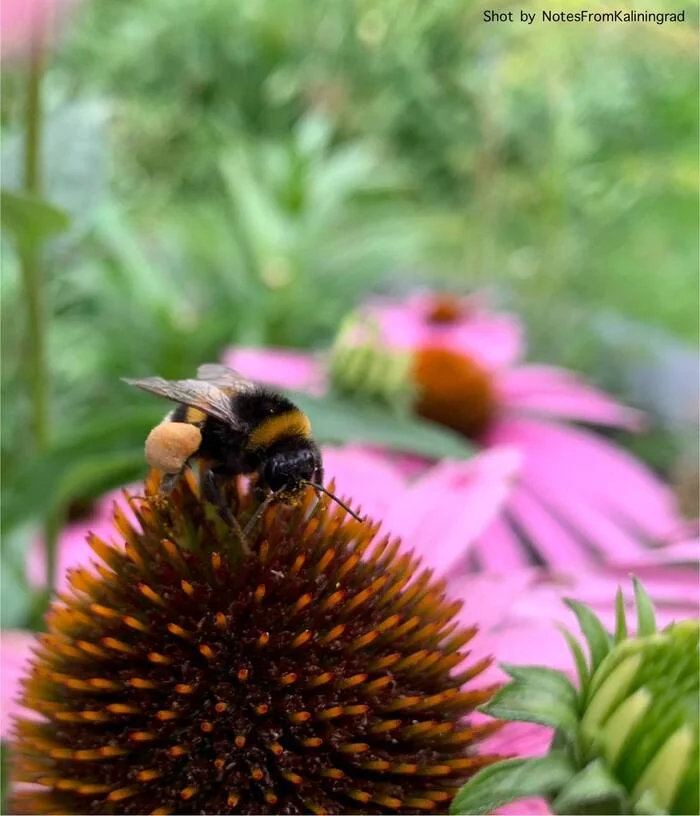 A shaggy bumblebee on fragrant hops... - My, Bumblebee, Insects, Pollen, Kaliningrad, Kaliningrad region, City walk, Street photography, The photo, Longpost