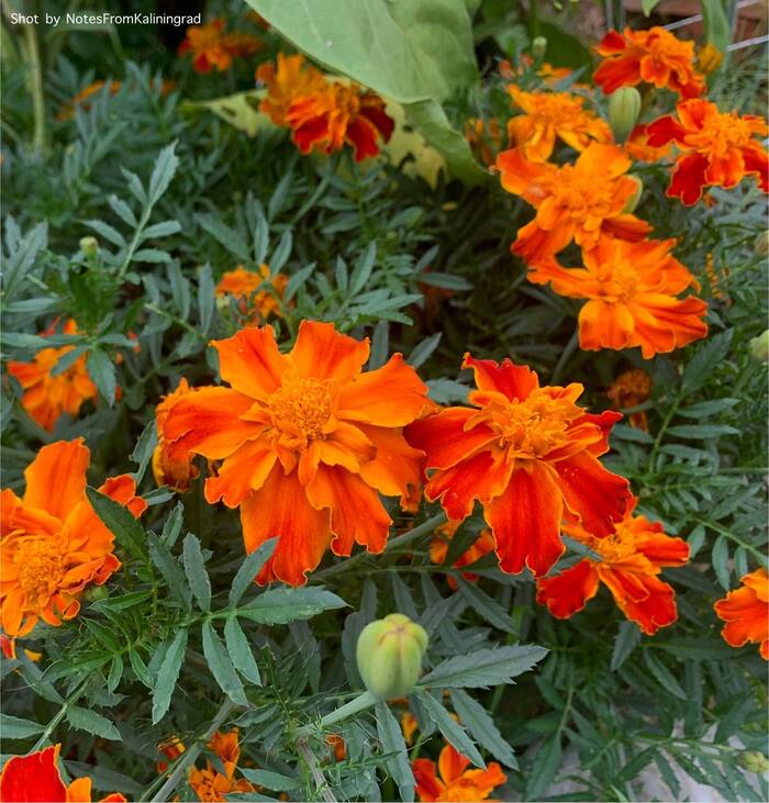 Бархатцы Tagetes - Моё, Бархатцы, Растения, Прогулка по городу, Уличная фотография, Калининградская область, Цветение, Калининград, Цветы, Длиннопост