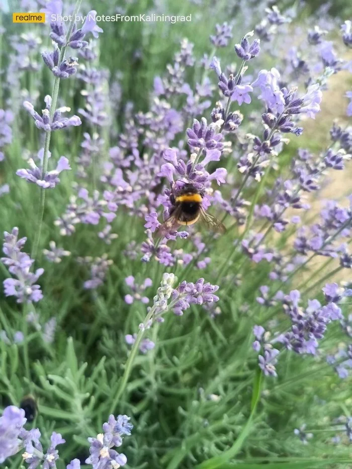 Striped worker - My, Bumblebee, Insects, The photo, Street photography, Kaliningrad region, Kaliningrad, Lavender, Flowers, Longpost