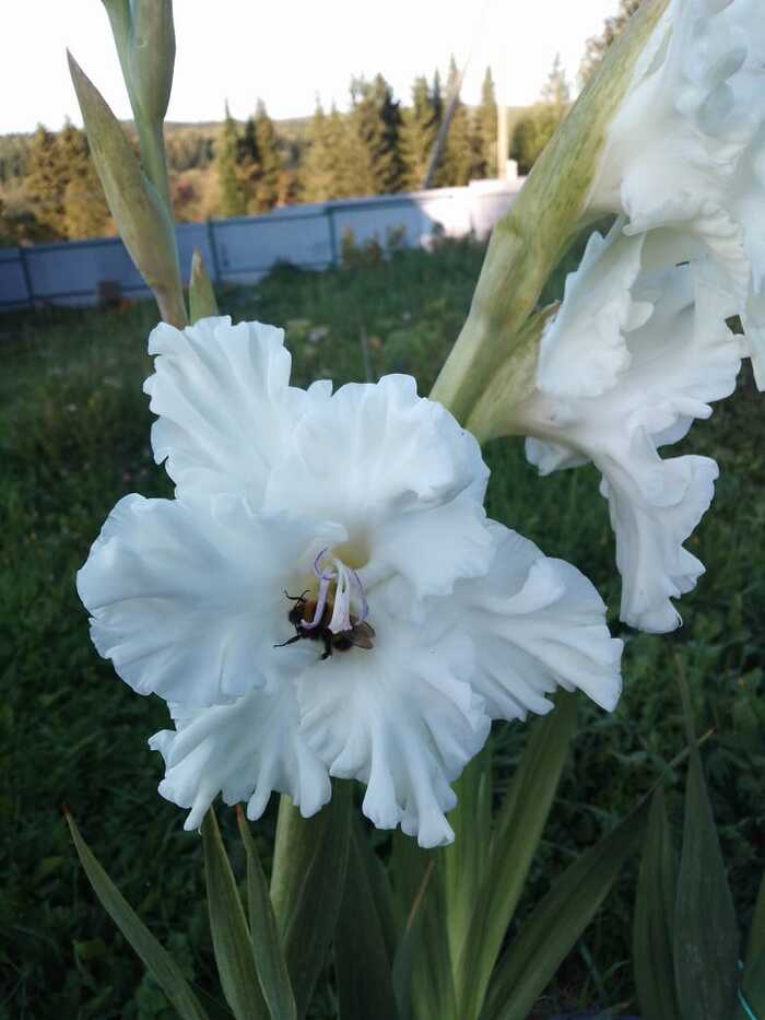 Bumblebee sleeps in a flower - My, Bumblebee, Flowers, The photo