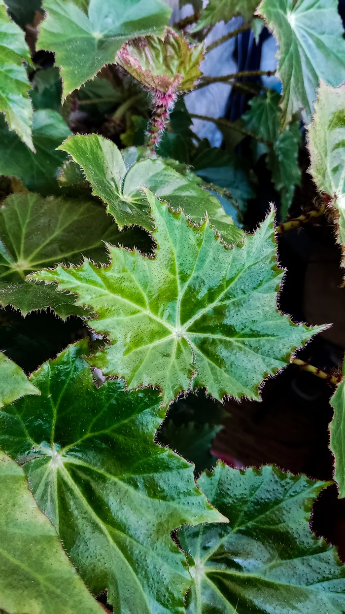 Photo project Let's take a closer look post No. 77. Begonia No. 1 - My, Bloom, Macro photography, Nature, Garden, Gardening, Houseplants, The photo, Plants, Longpost