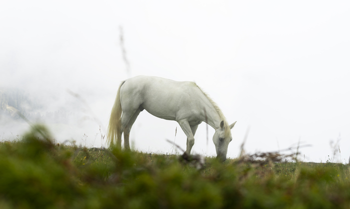 **  2020.  . Sony a7m1 + . 50mm