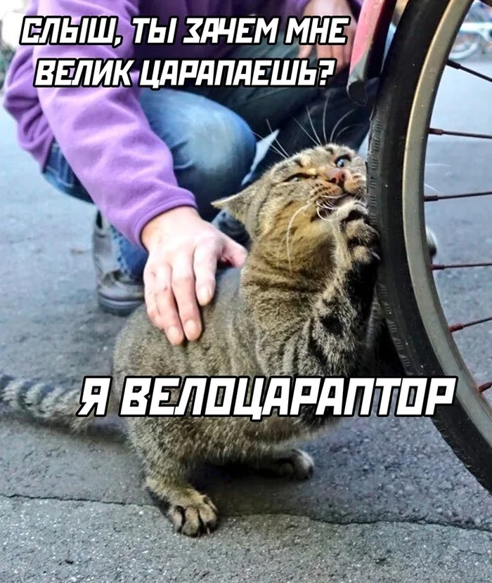 Hear - From the network, Picture with text, Humor, cat, Repeat, A bike, Pun