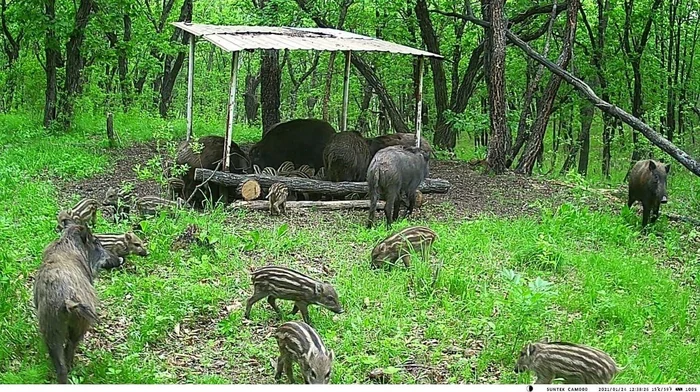 Charming boar family having dinner - Boar, Young, Amur region, Wild animals, Milota, The photo, Artiodactyls, Ungulates, Telegram (link)