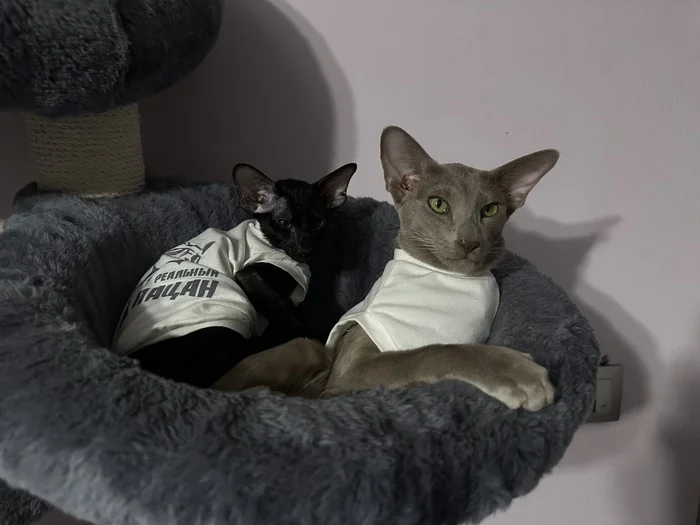 Crisp boys - My, Oriental cats, cat, Pets, The photo