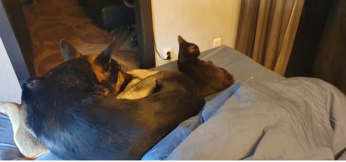 Эта собака его вырастила, он его обожал (нет моего любимого пса больше), ему было можно все