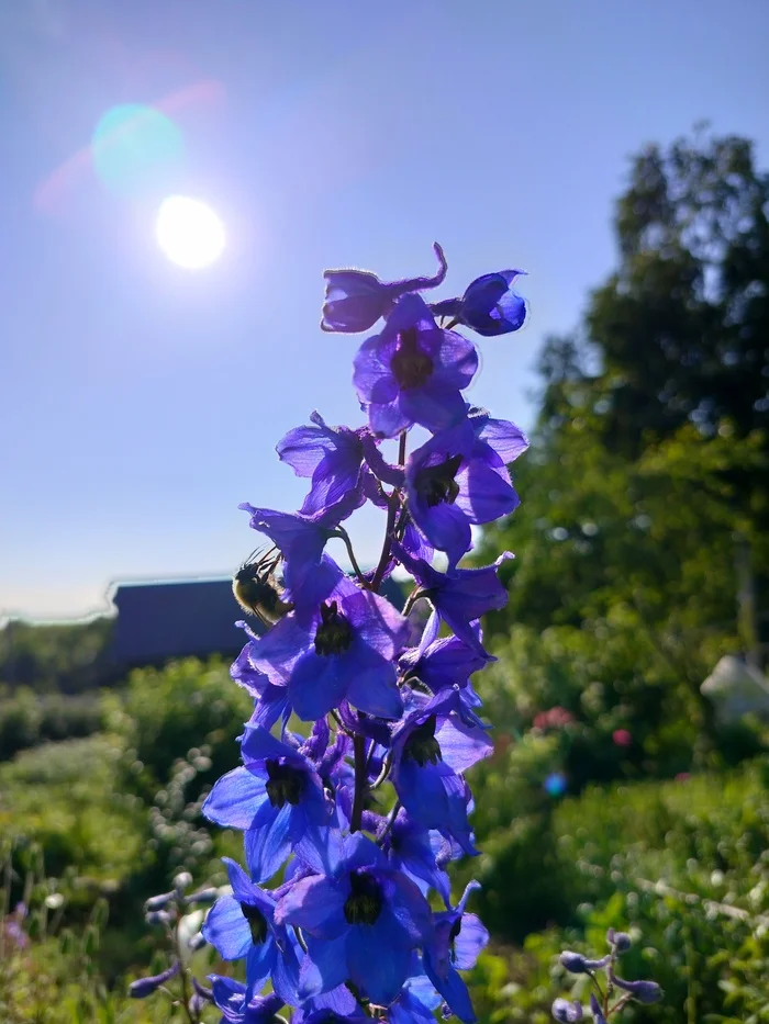 Just a bumblebee - My, Bumblebee, Summer, Longpost, Flowers, The photo