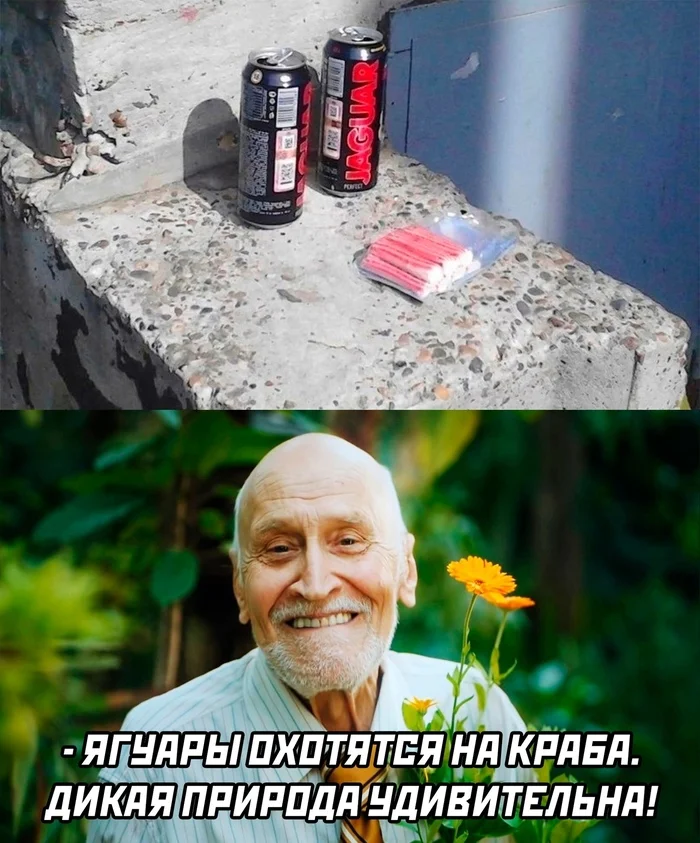 Hunting in the concrete jungle - Jaguar drink, Crab sticks, Nikolay Drozdov, Humor, Picture with text, Hunting