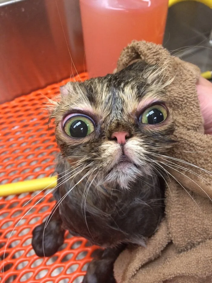 When I washed - My, Bath, Memes, cat, the washing up, Humor, Bath day, Pets, The photo