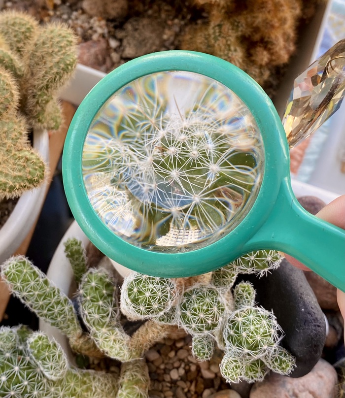     . ... , , Cactus, , , , ,  , 