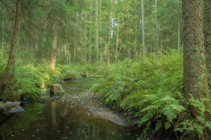 Stream - My, Canon 1300d, Forest, The photo, Stream, Nature