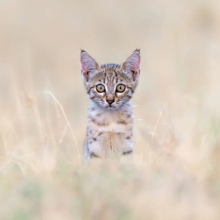 Asian wild cat - Young, Steppe Cat, Small cats, Cat family, Predatory animals, Wild animals, wildlife, India, The photo