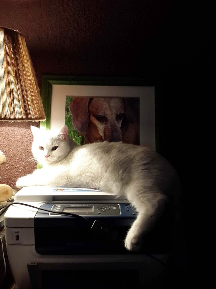 Это наши Линда(....-2013) и Санта(....-2022)