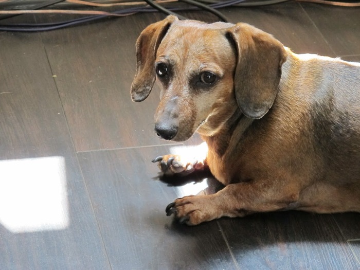 Это наша Линда(....-2013).