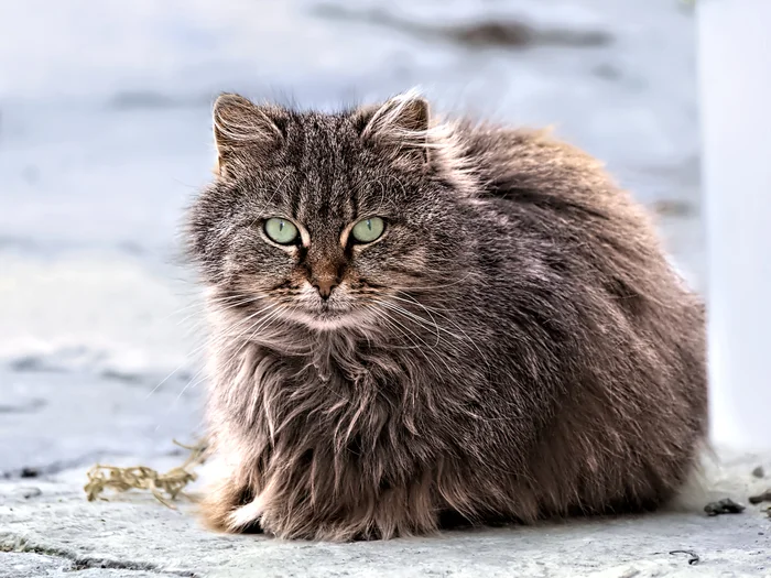 Crimean fluffy - My, The photo, Canon, Street photography, City walk, cat, Pets, Crimea, Evpatoria, Beginning photographer, Pet the cat, Fluffy