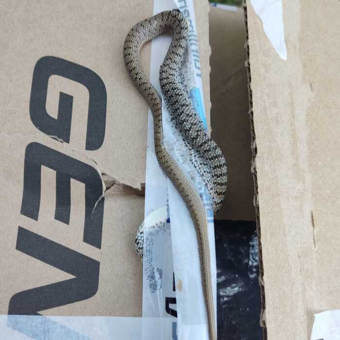 Help me determine - Snake, Help