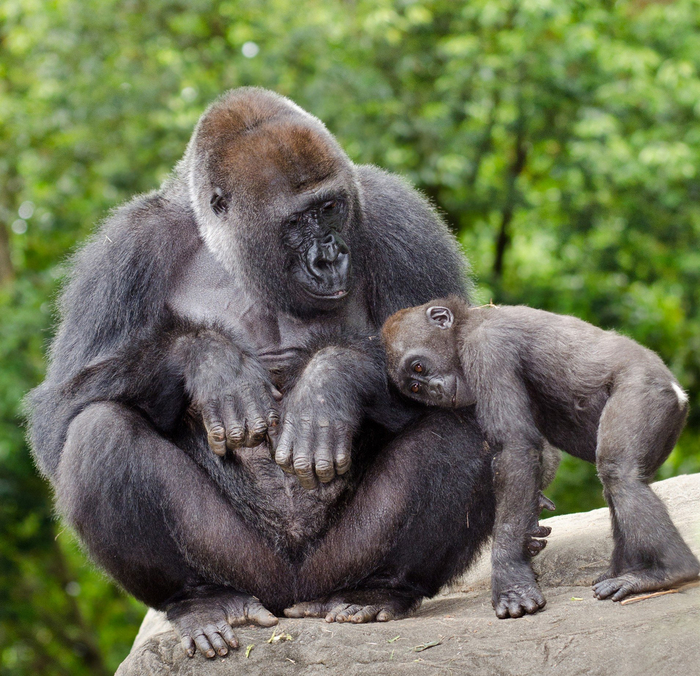 Шимпанзе старались нападать не на самцов, а на самок горилл, ведь те в 2 раза легче и намного спокойней.