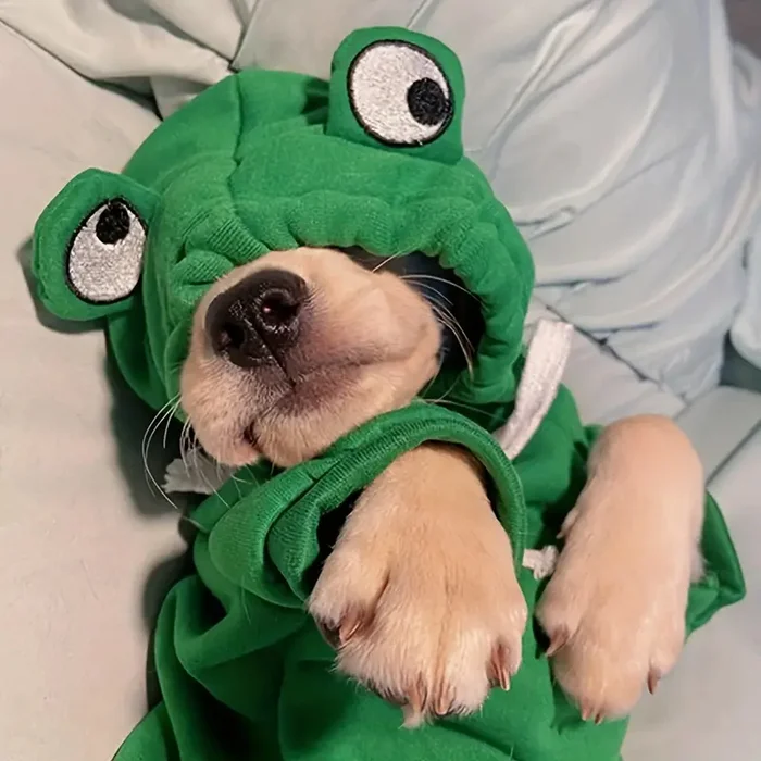 Don't wake me up until Wednesday! - It Is Wednesday My Dudes, Dog, Pajamas, Clothes for animals, Frogs, Toad, Wednesday, Dream, Traditions, Peekaboo, The photo