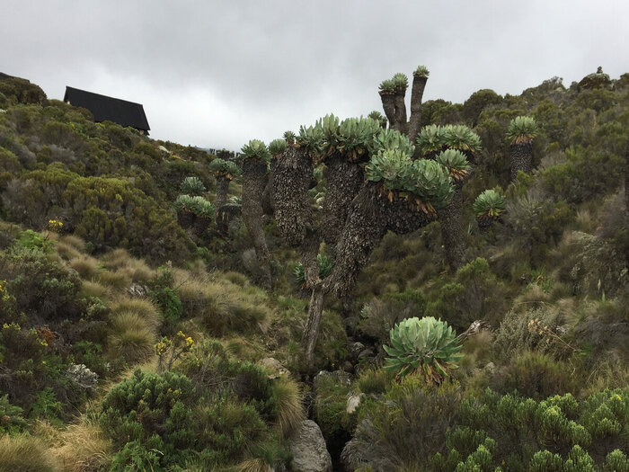 �������������, �������� ������������