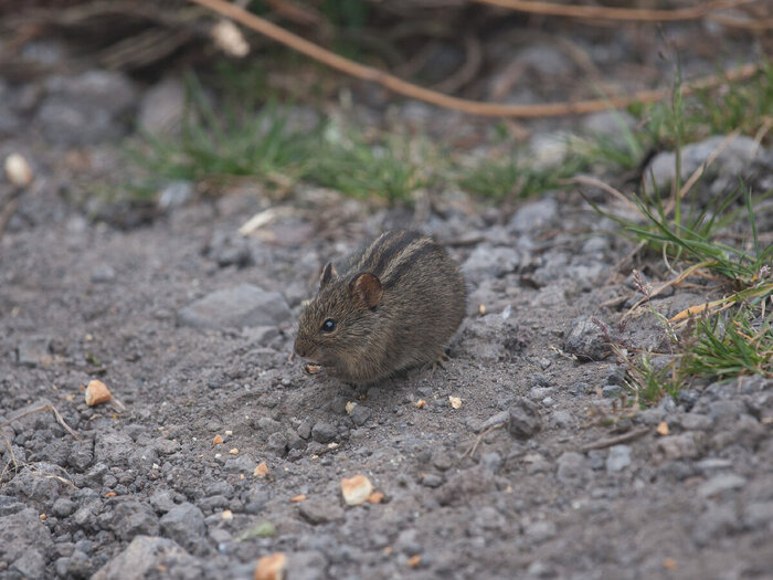 ���� ���������