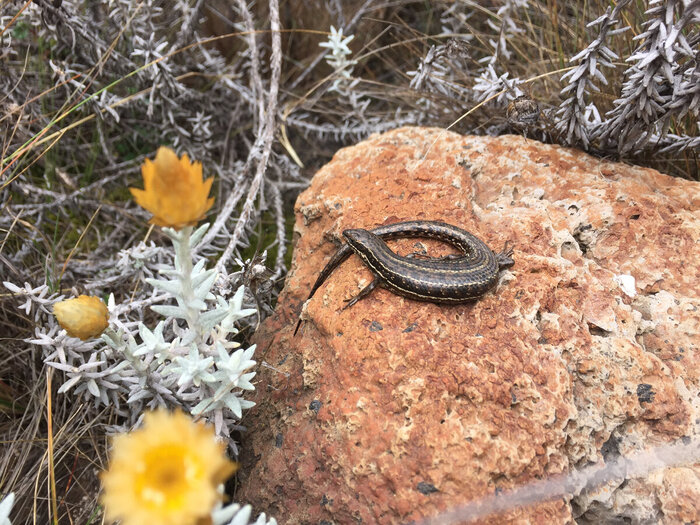 ������� ����