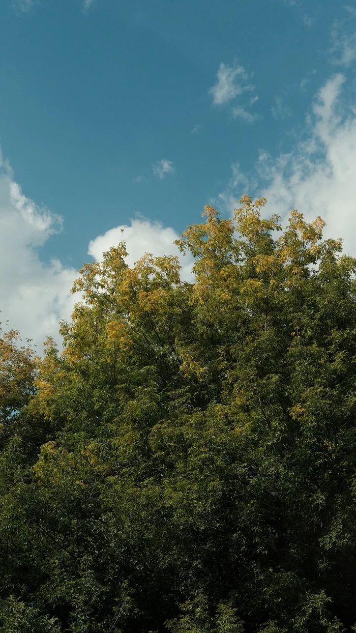 Well, that's it, autumn is starting to paint - My, Autumn, End of summer, The photo, Yellow, Crown of trees