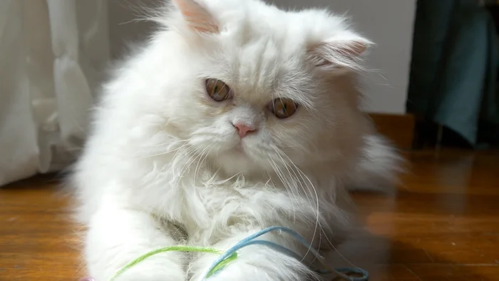 Tyrannical fluffiness - Story, cat, Care, Friend, Fluffy, Pet the cat, Impudence, Cat lovers, Pets, Tail, Persian cat, Kittens