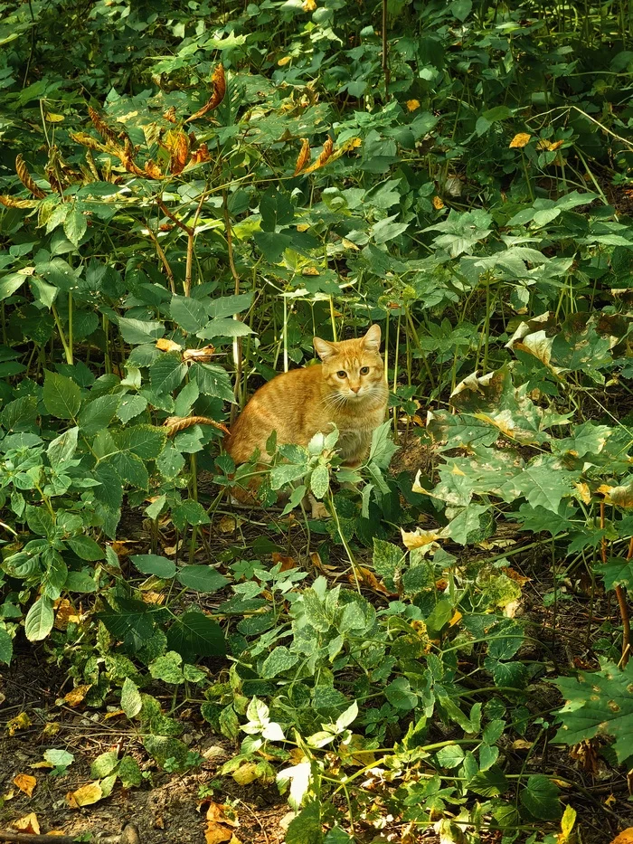 On the hunt - My, Mobile photography, The photo, Milota, cat