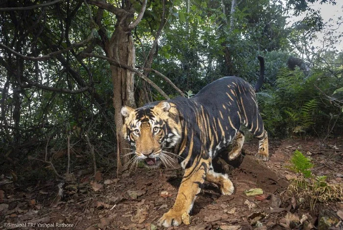 Rarely handsome - Bengal tiger, The photo, wildlife, Cat family, Wild animals, Predatory animals, Big cats, India, Reserves and sanctuaries, Unusual, Unusual coloring, Telegram (link), Pseudo-melanism, Tiger